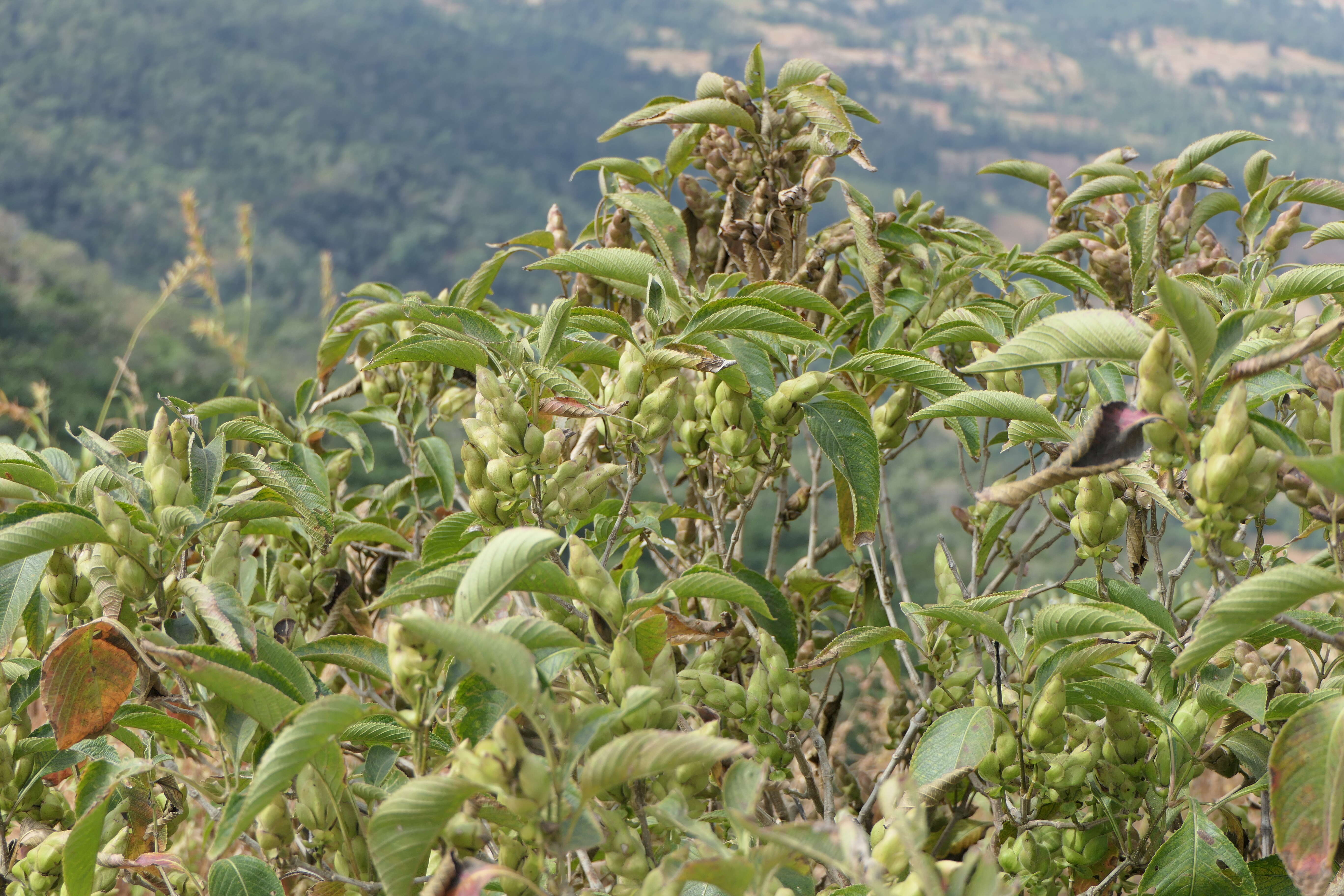 Imagem de Strobilanthes callosa Wall. ex Nees