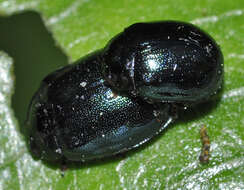 Image of willow leaf beetle