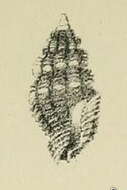 Image of Hemilienardia malleti (Récluz 1852)