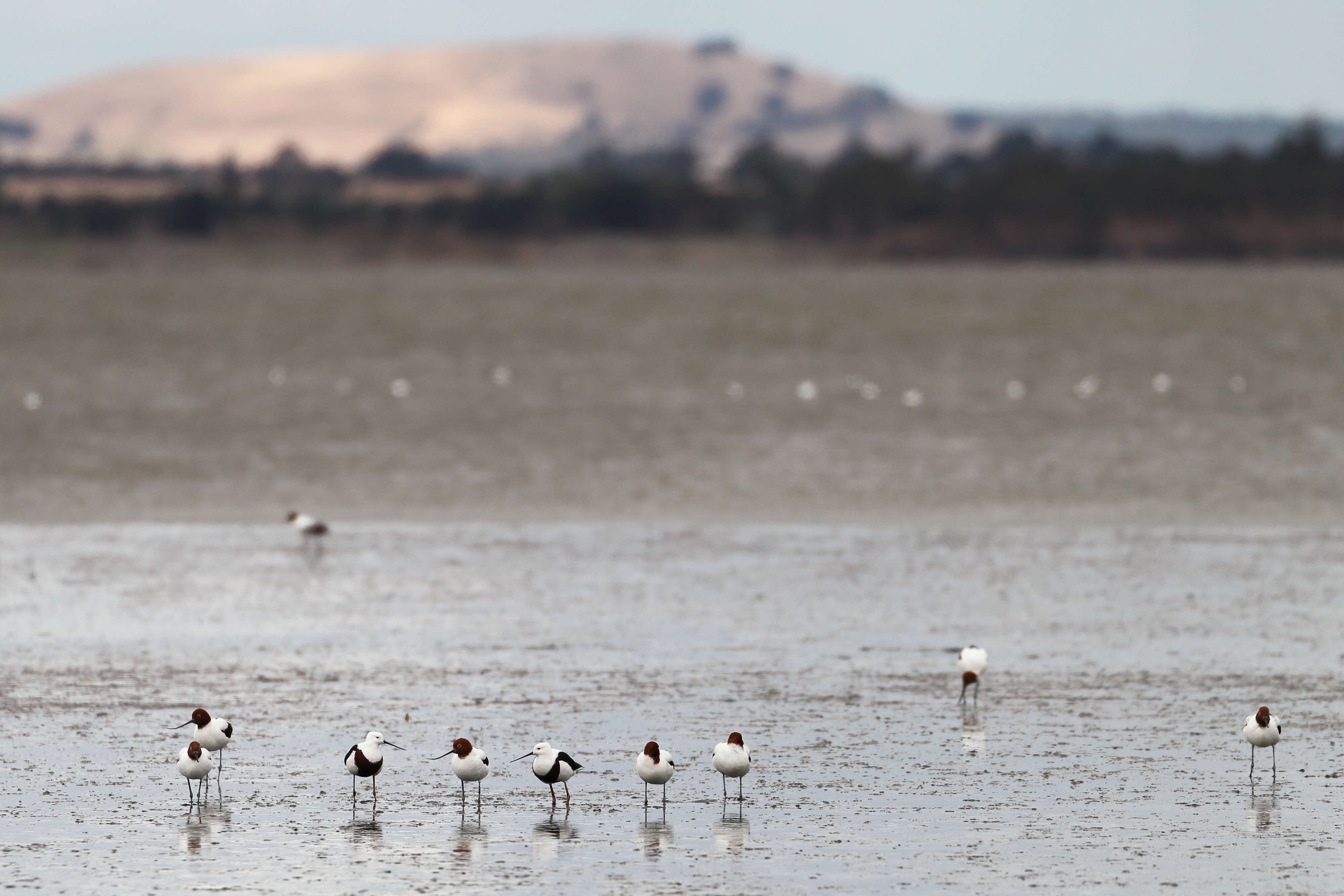 Image of Australian Red-necked Avocet