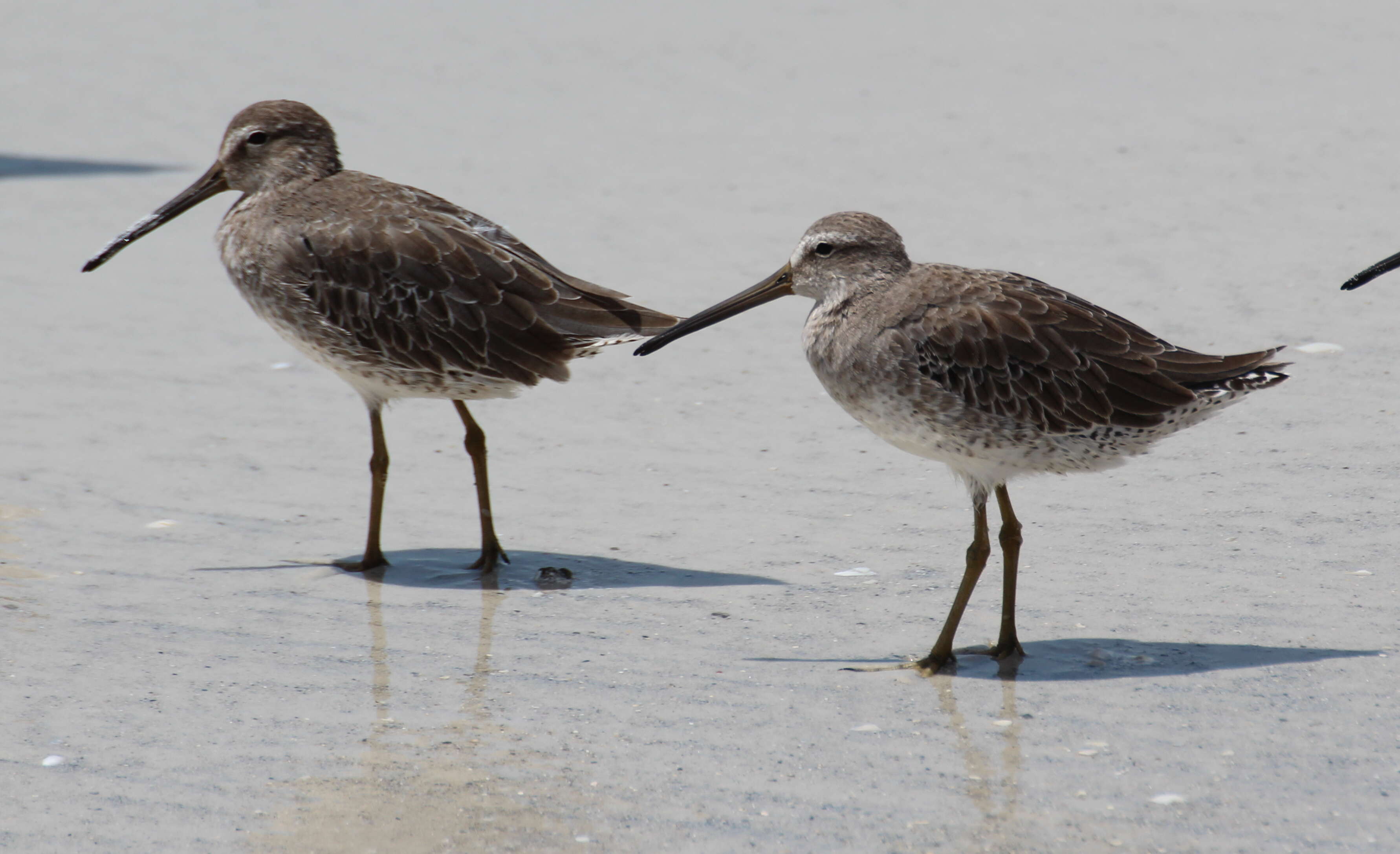 Image of Short-billed Dowitcher