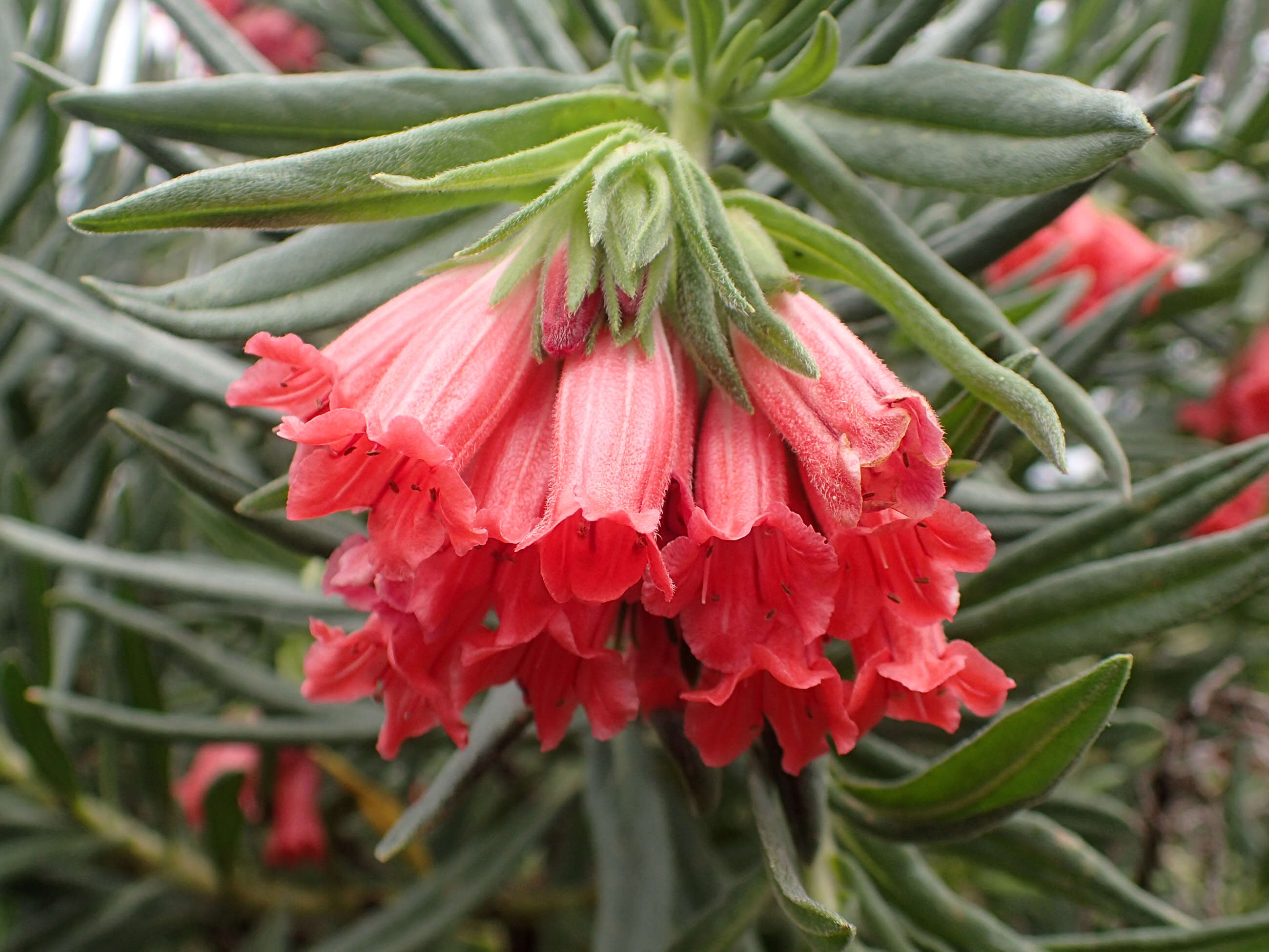 Lobostemon belliformis M. H. Buys resmi