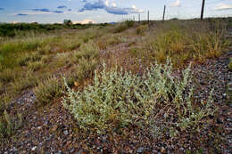 Image of tubercled saltbush