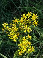 Image of Senecio sarracenicus L.