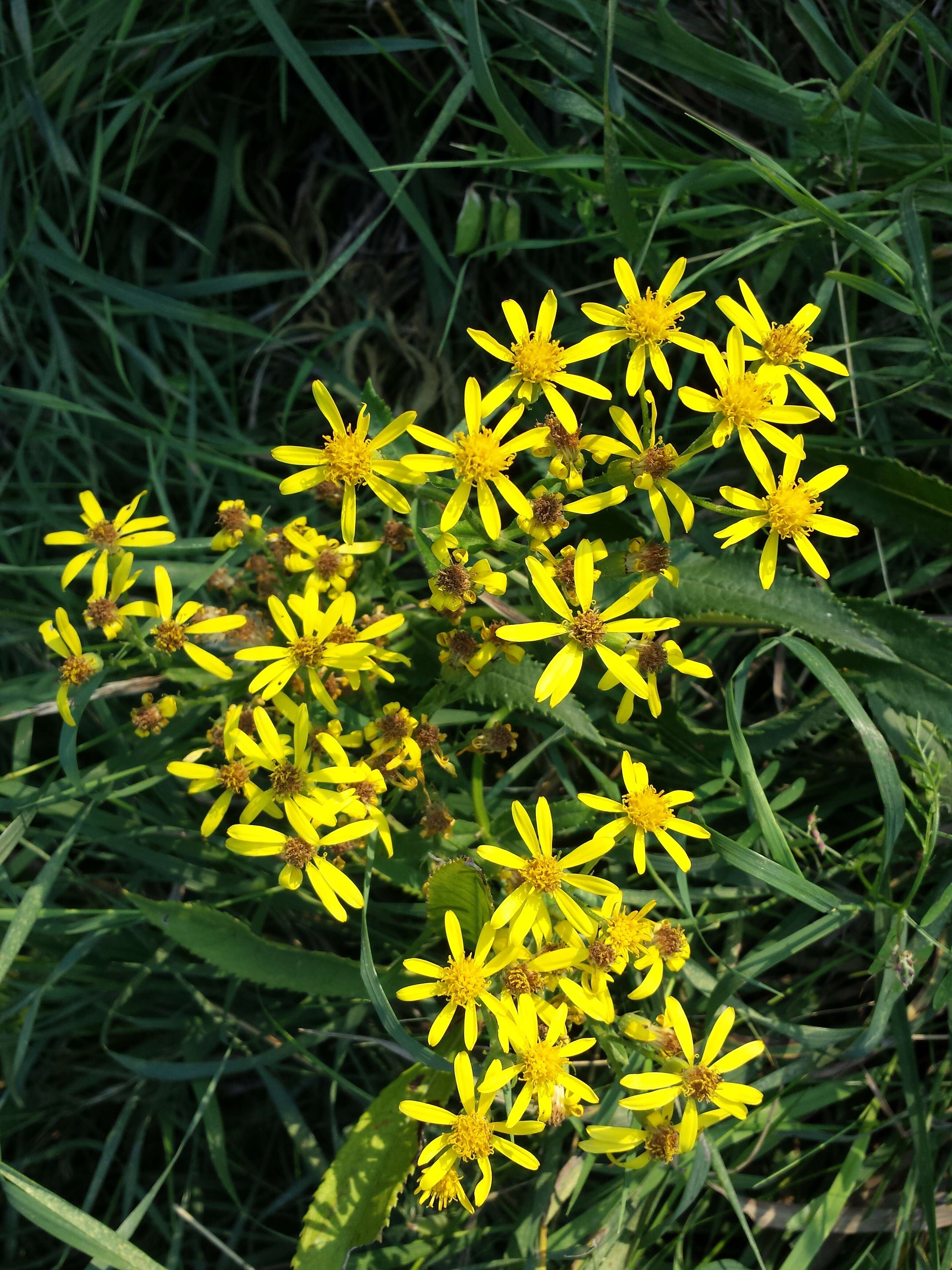 Image of Senecio sarracenicus L.