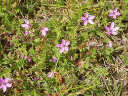 Image of Common Stork's-bill