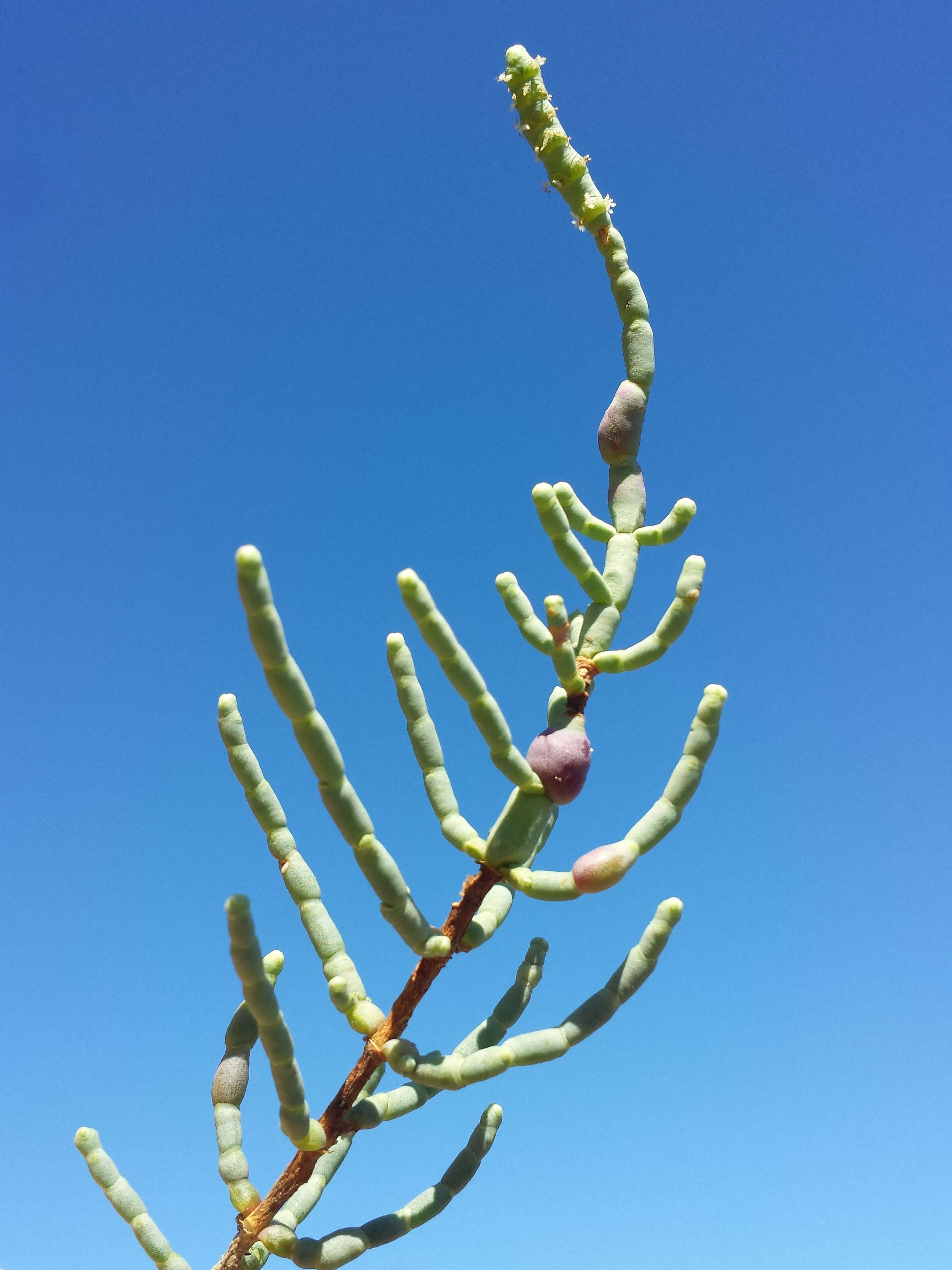 Image of Perennial Glasswort