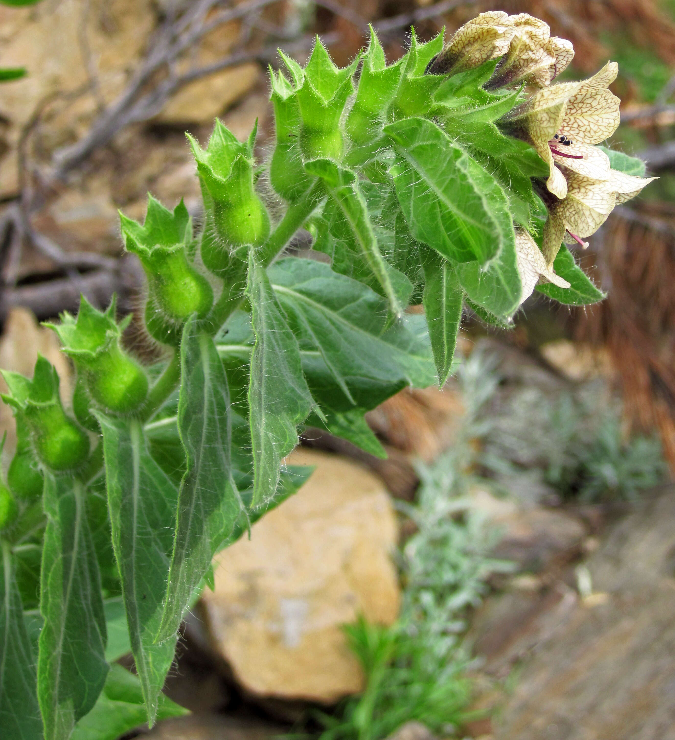 Image of black henbane