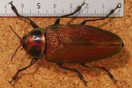 Image of Euchroma giganteum (Linnaeus 1758)