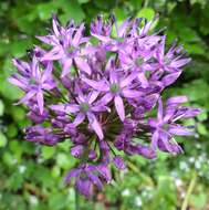 Image of Allium giganteum Regel