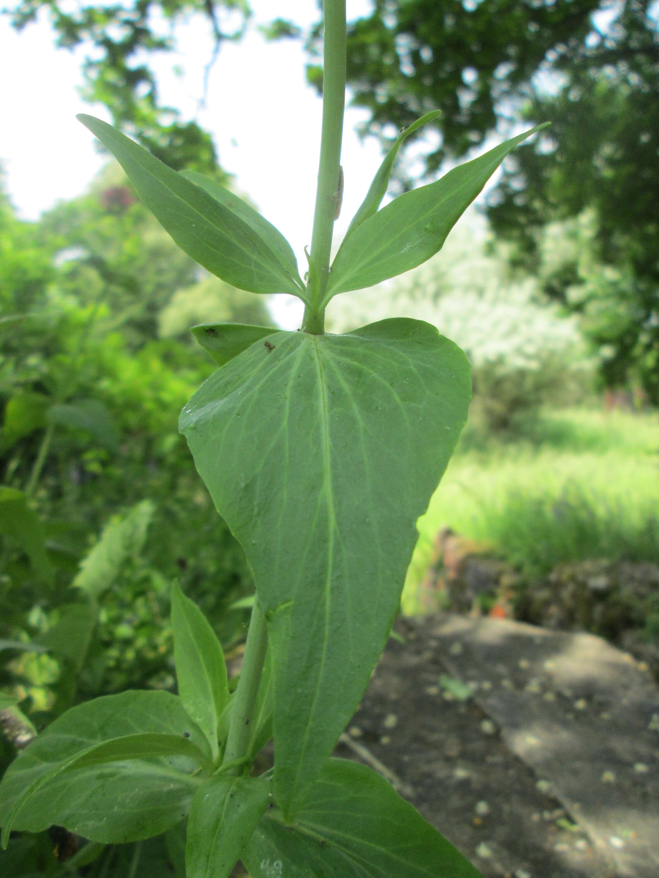 Image of Red Valerian