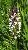 Image of Burnt orchid