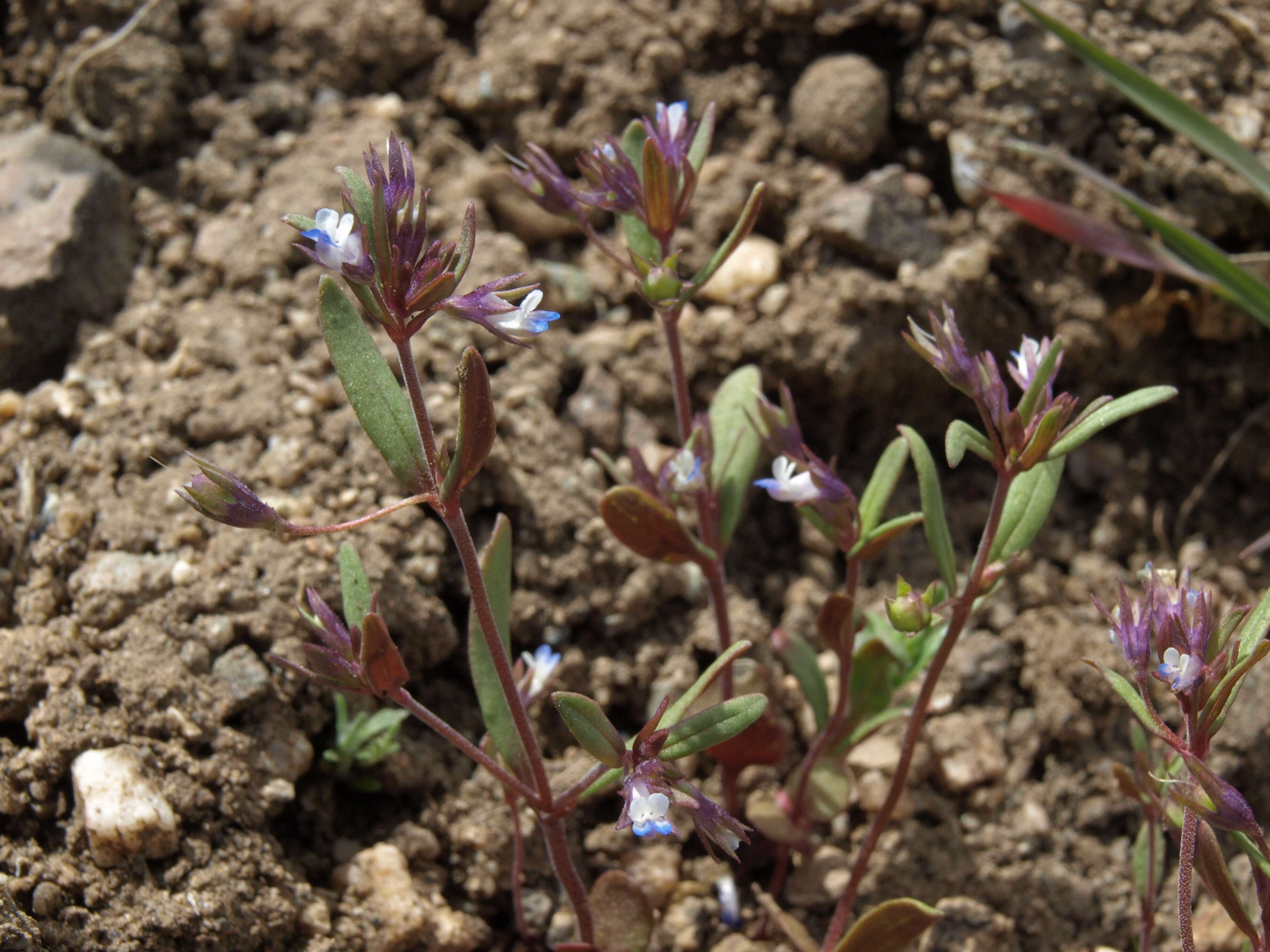 Image of maiden blue eyed Mary