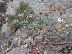 Image of Banksia saxicola A. S. George