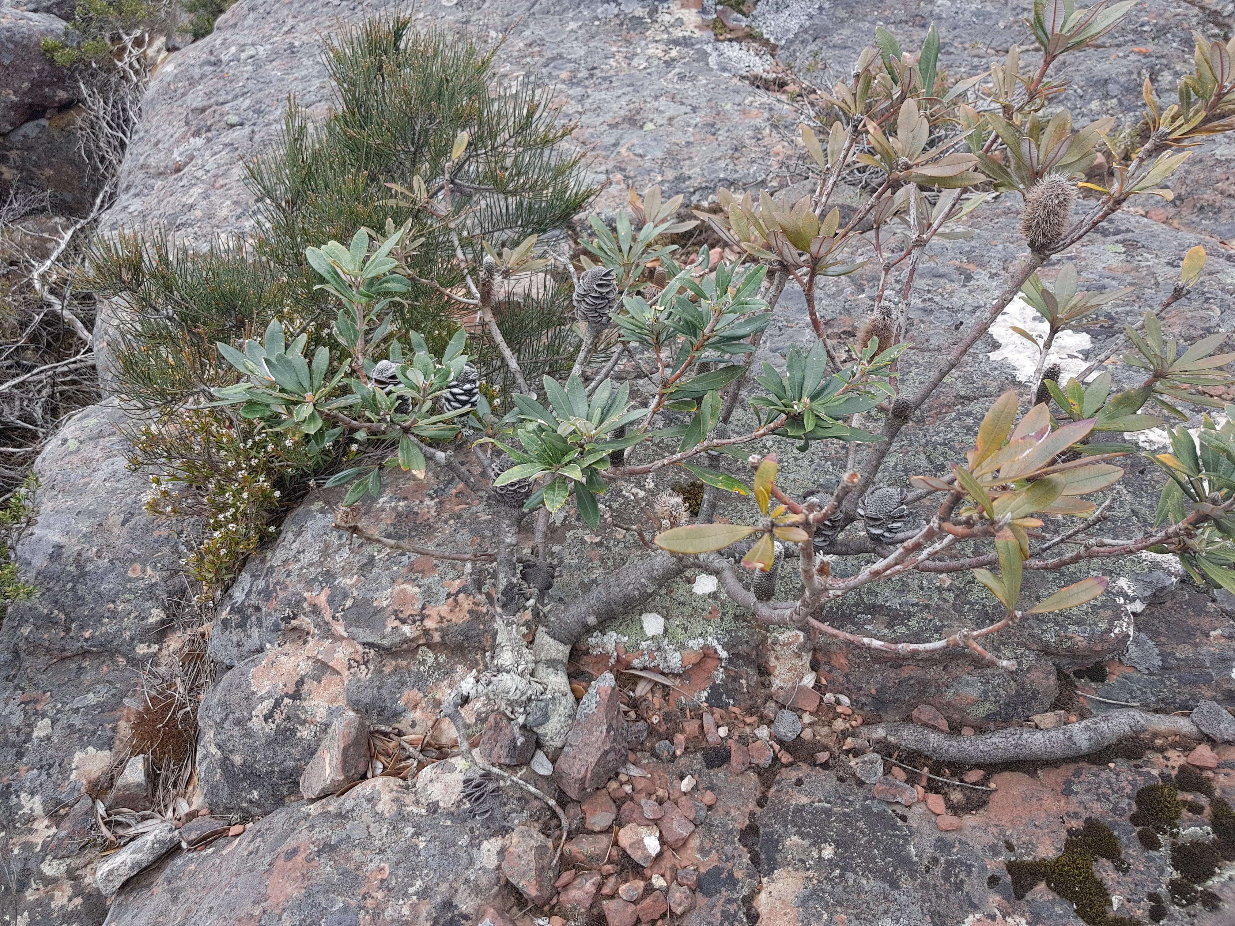 Image of Banksia saxicola A. S. George