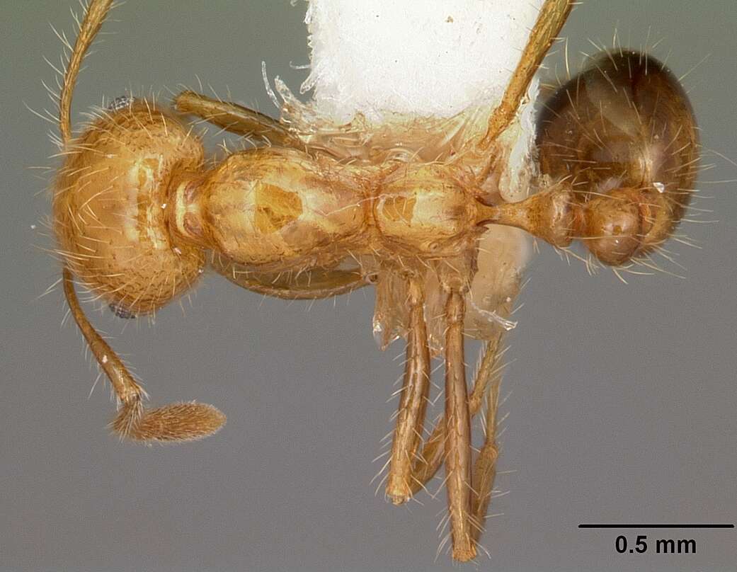 Solenopsis geminata (Fabricius 1804) resmi