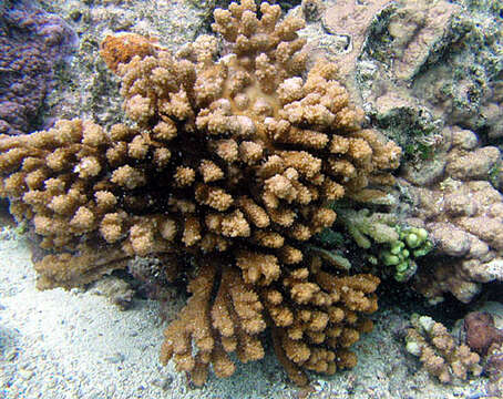 Image of Staghorn coral