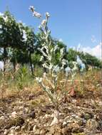 Image of field cudweed