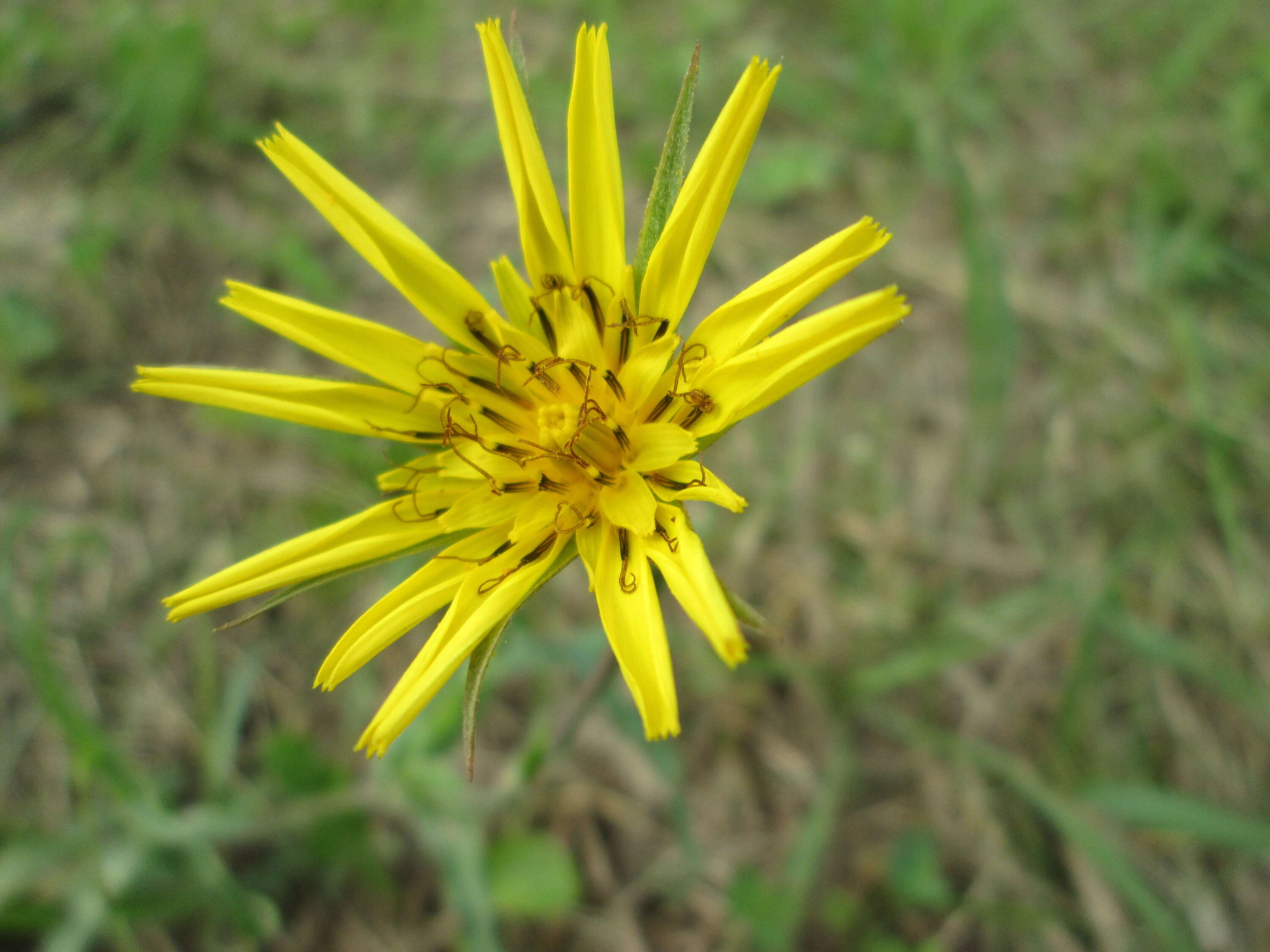 Image of Tragopogon orientalis L.