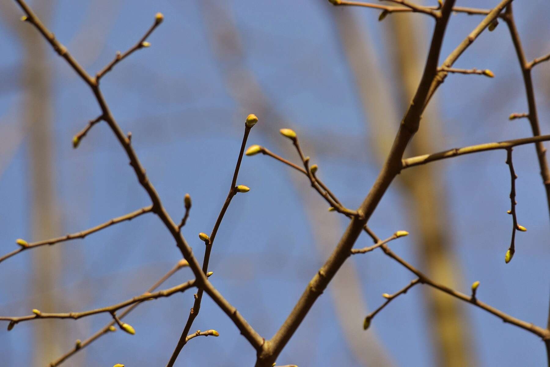 Image of Silver Lime