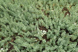 Image of Pimelea prostrata (J. R. & G. Forst.) Willd.