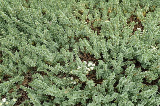 Image of Pimelea prostrata (J. R. & G. Forst.) Willd.