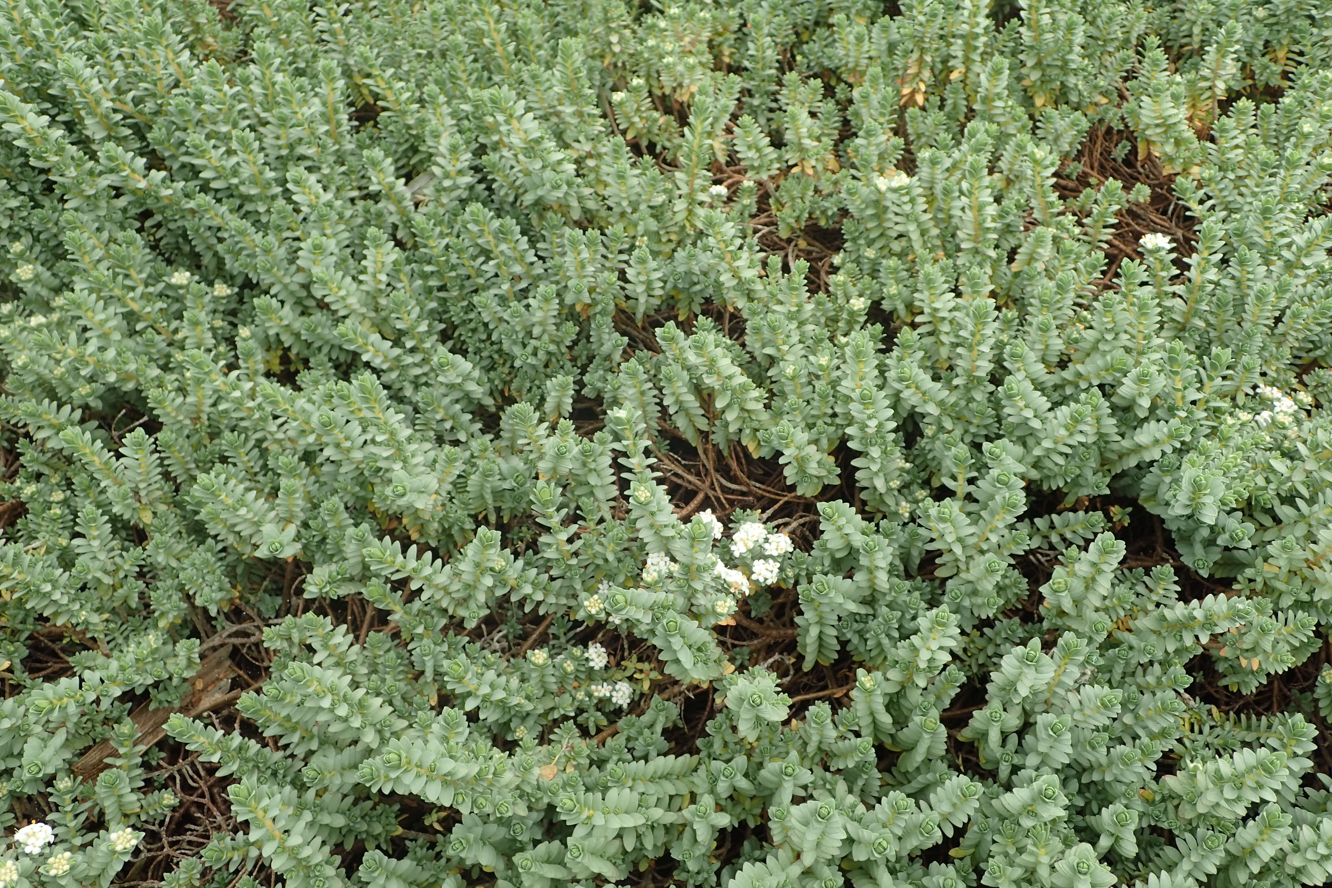 Image of Pimelea prostrata (J. R. & G. Forst.) Willd.