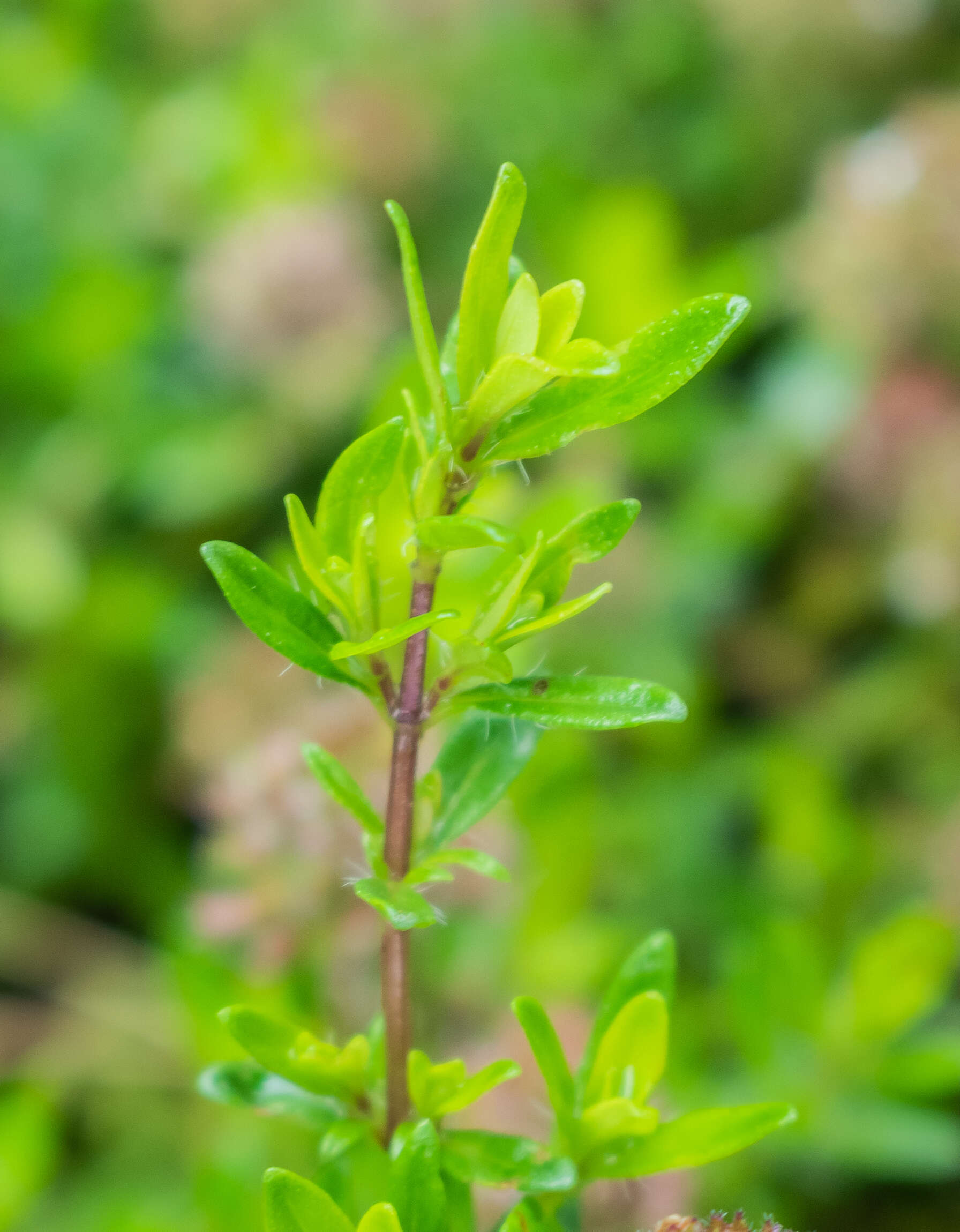 Слика од Thymus serpyllum L.