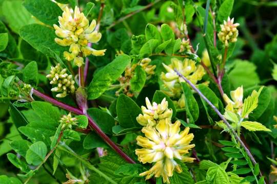 Image of licorice milkvetch