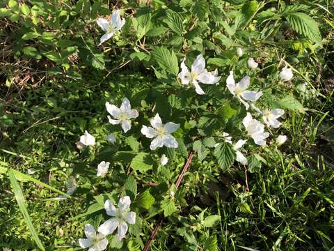 Imagem de Rubus allegheniensis Porter