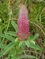 Image of Red Trefoil