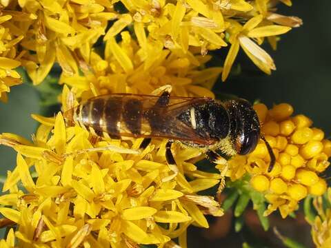 Imagem de Philanthus triangulum (Fabricius 1775)