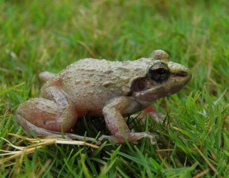 Image of Leith's leaping frog