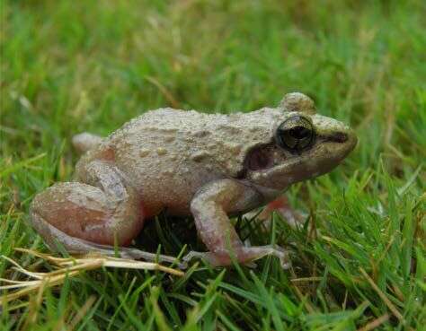 Image of Leith's leaping frog