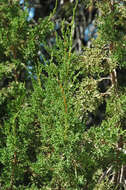 Imagem de Juniperus monosperma (Engelm.) Sarg.