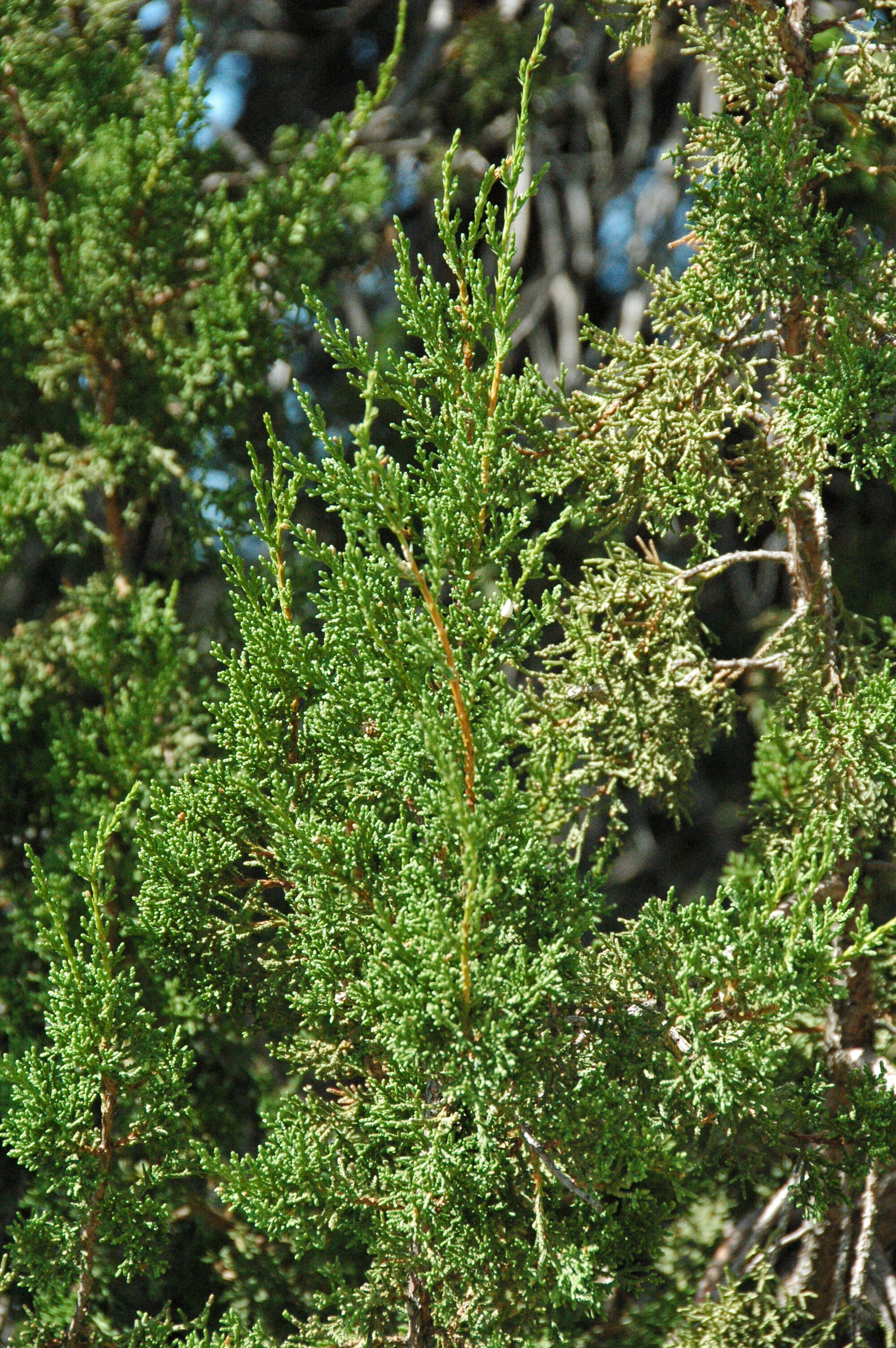 Image of oneseed juniper