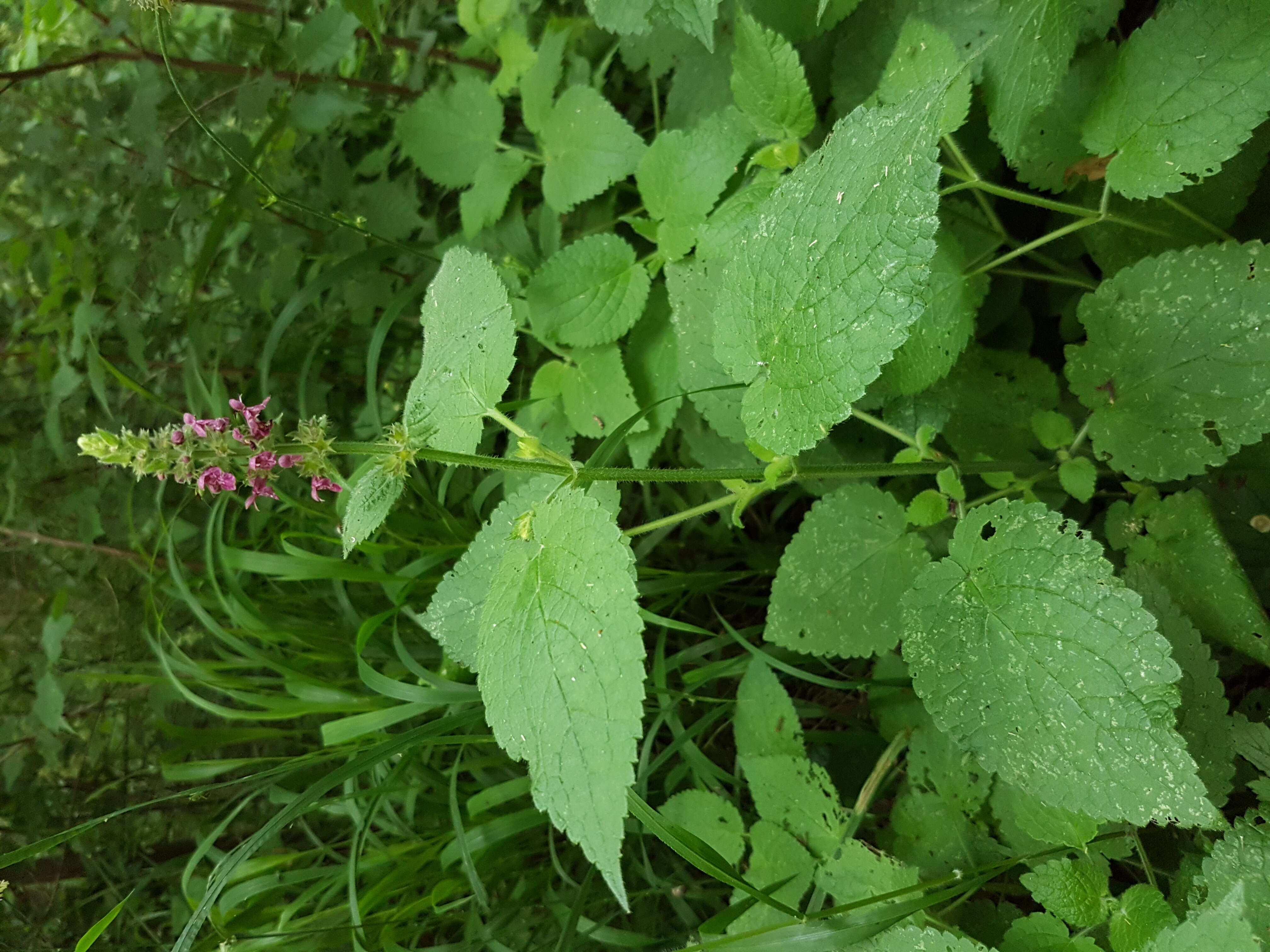 Image of hedge nettle