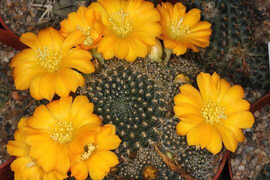 Image of Rebutia minuscula K. Schum.