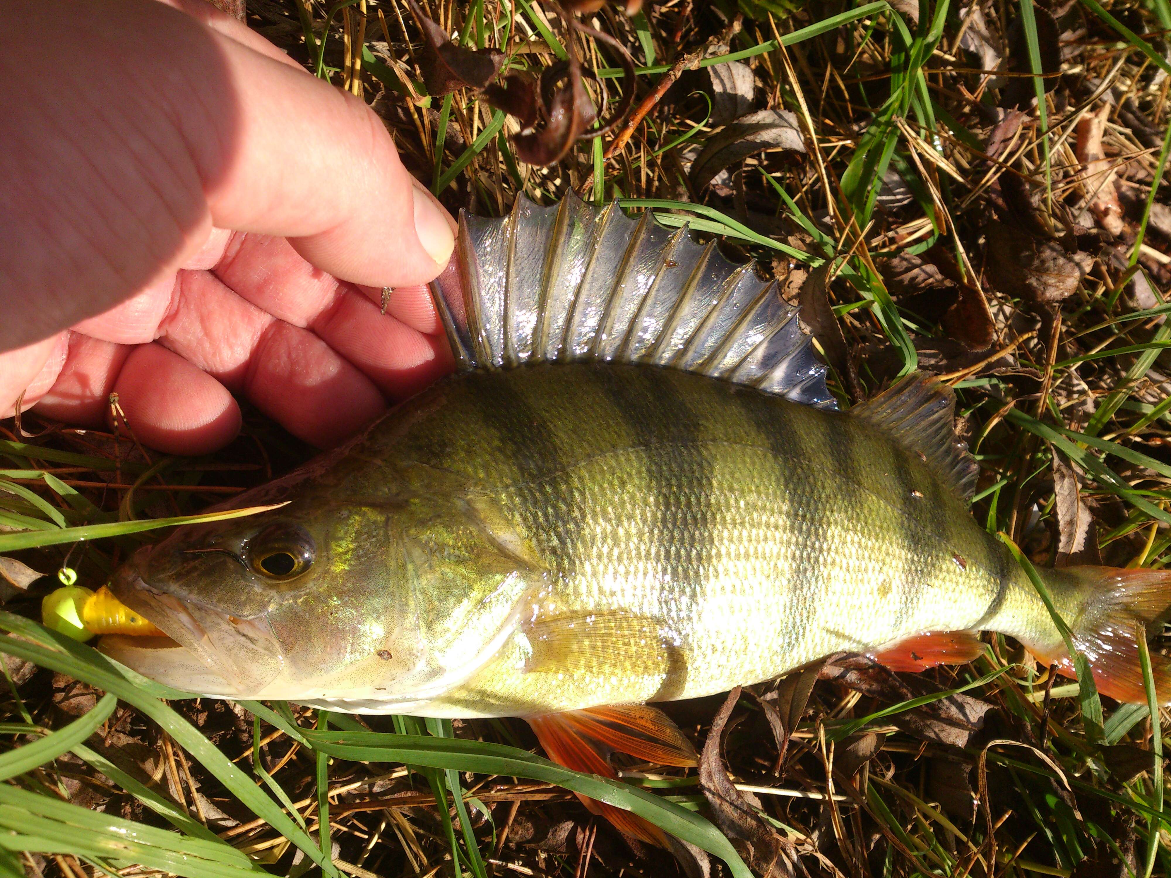 Image of Perch