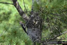 Image of Sapsucker