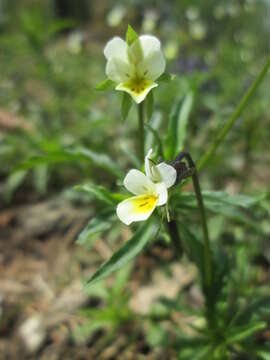 Слика од Viola arvensis Murray