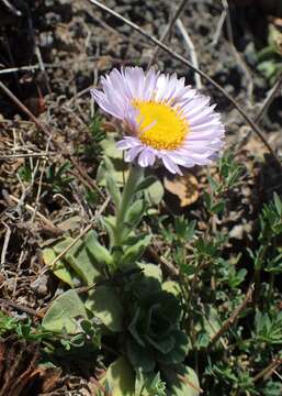 Слика од Erigeron glaucus Ker-Gawl.