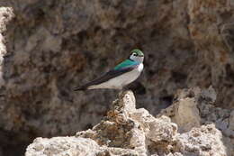 Image of Violet-green Swallow