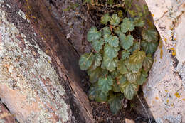 Image of alumroot