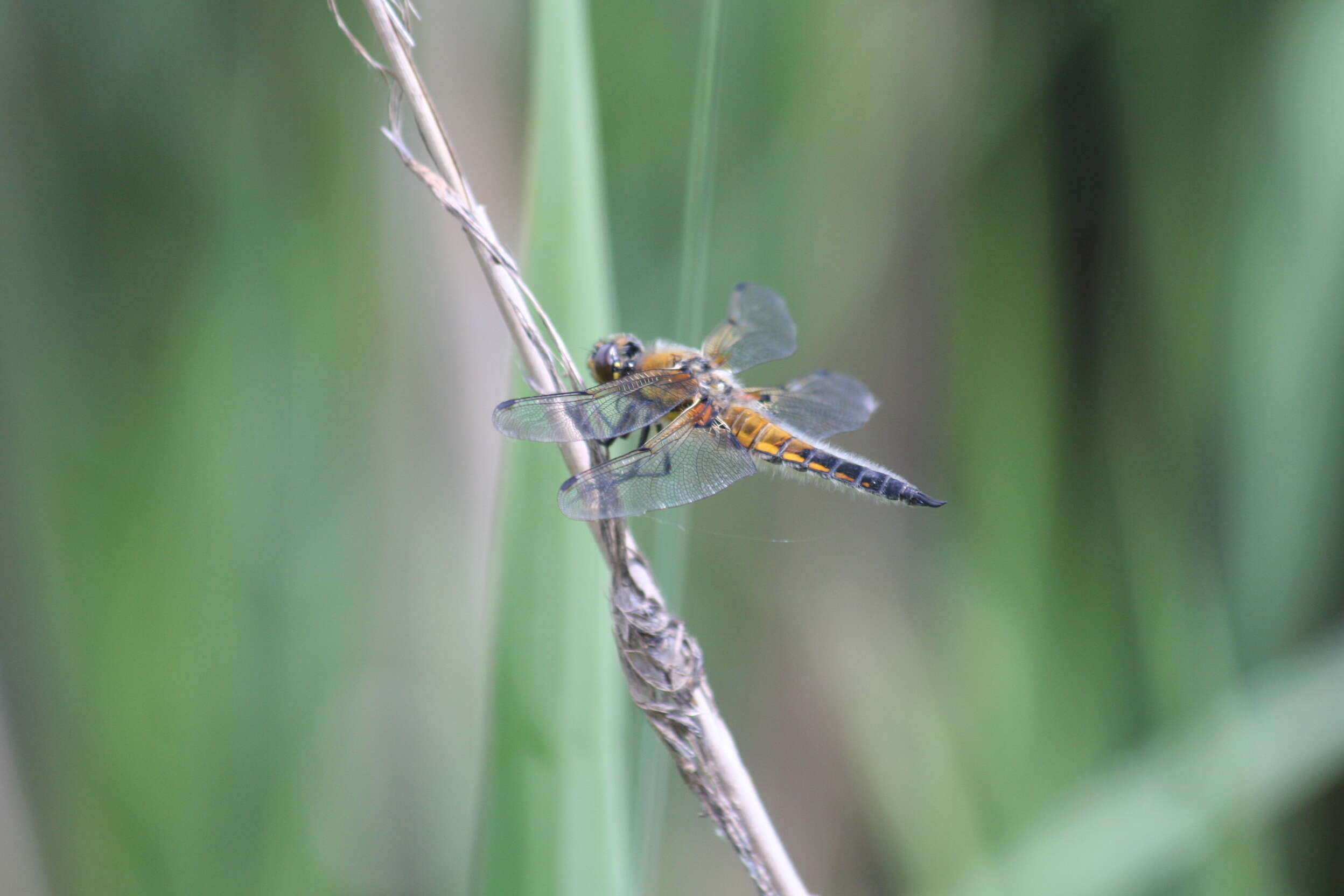 Image of Broad-bodied chaser