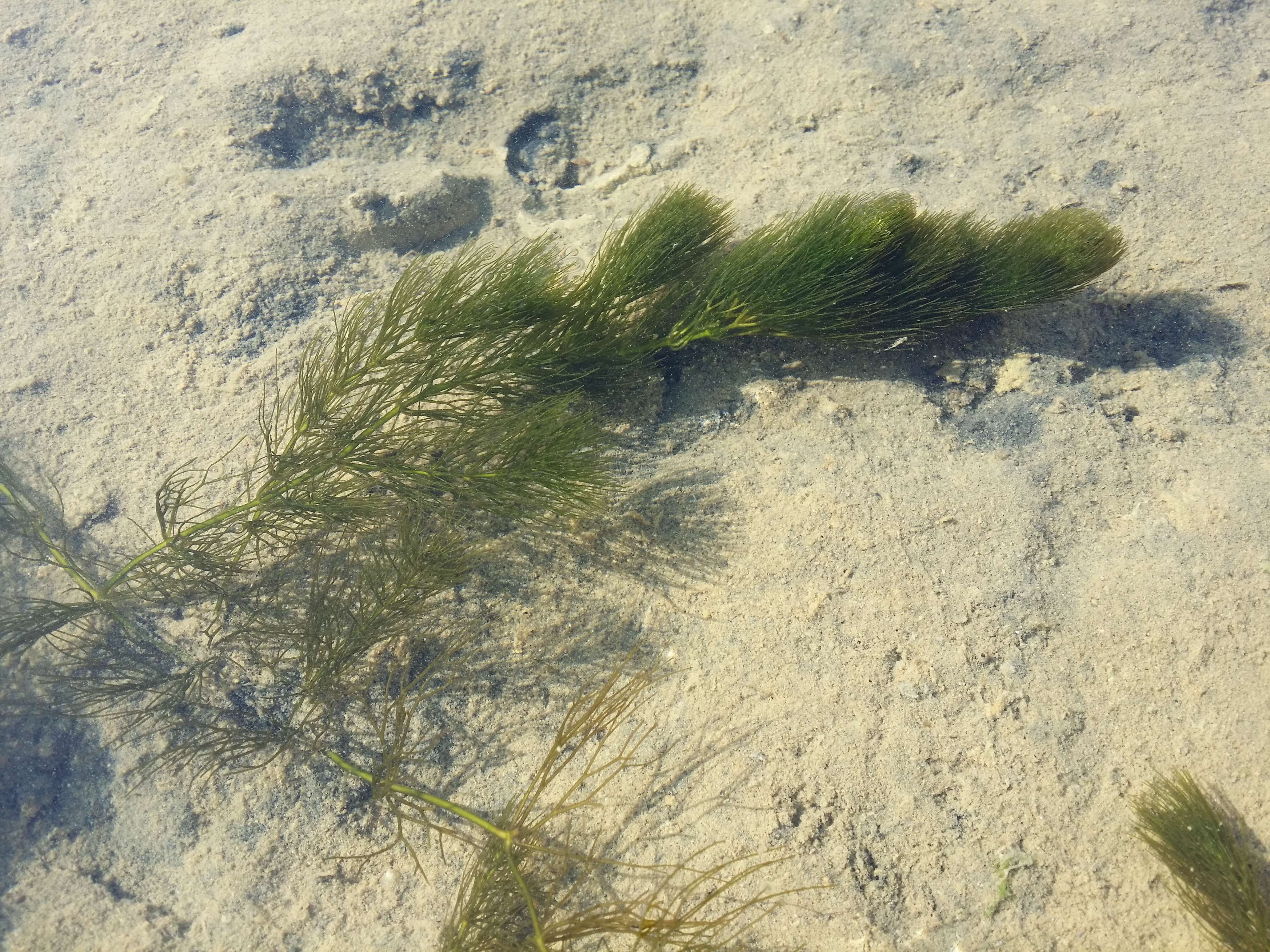 Image of Soft Hornwort