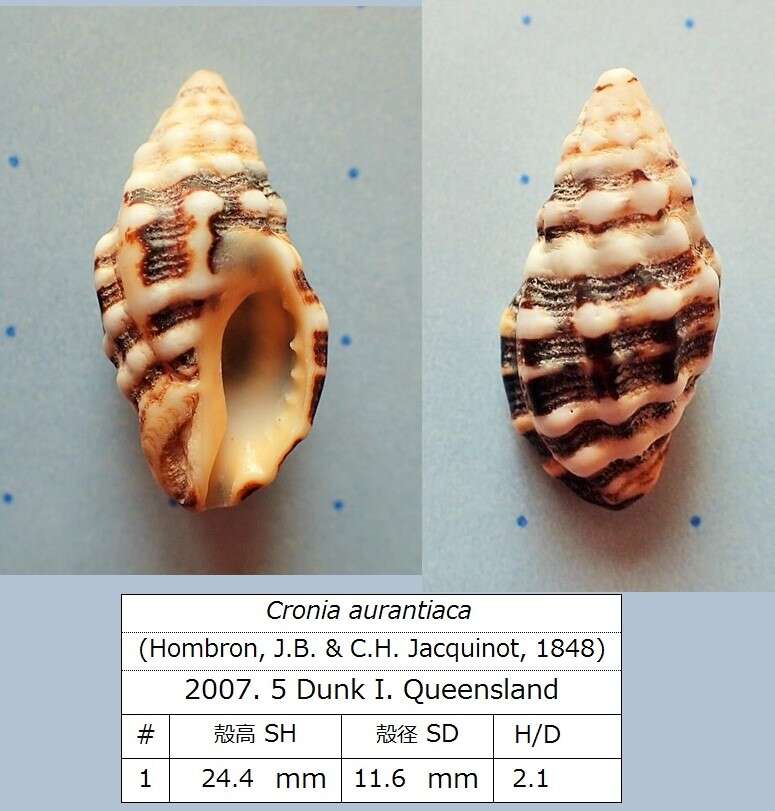 Plancia ëd Cronia aurantiaca (Hombron & Jacquinot 1848)