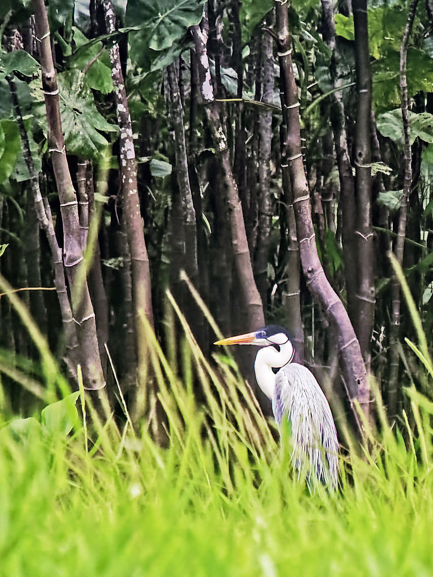 Image of Cocoi Heron