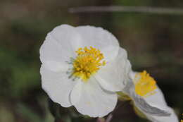 Image of White Rock-rose