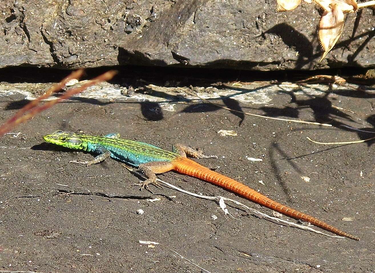 Image of Sekukhune Flat Lizard